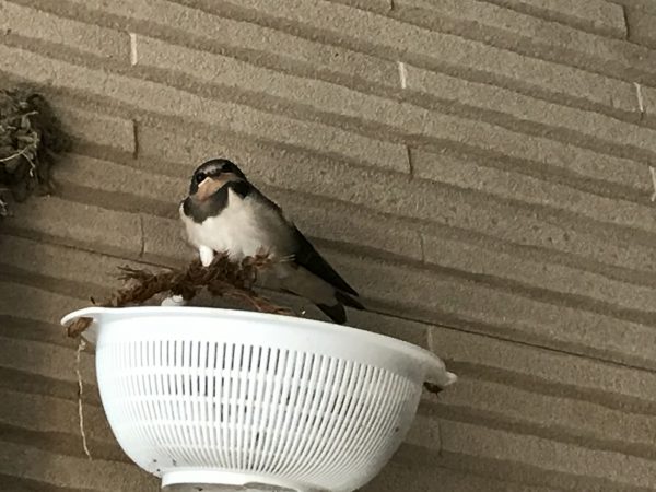 IMG_0789
