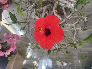 IMG_3367